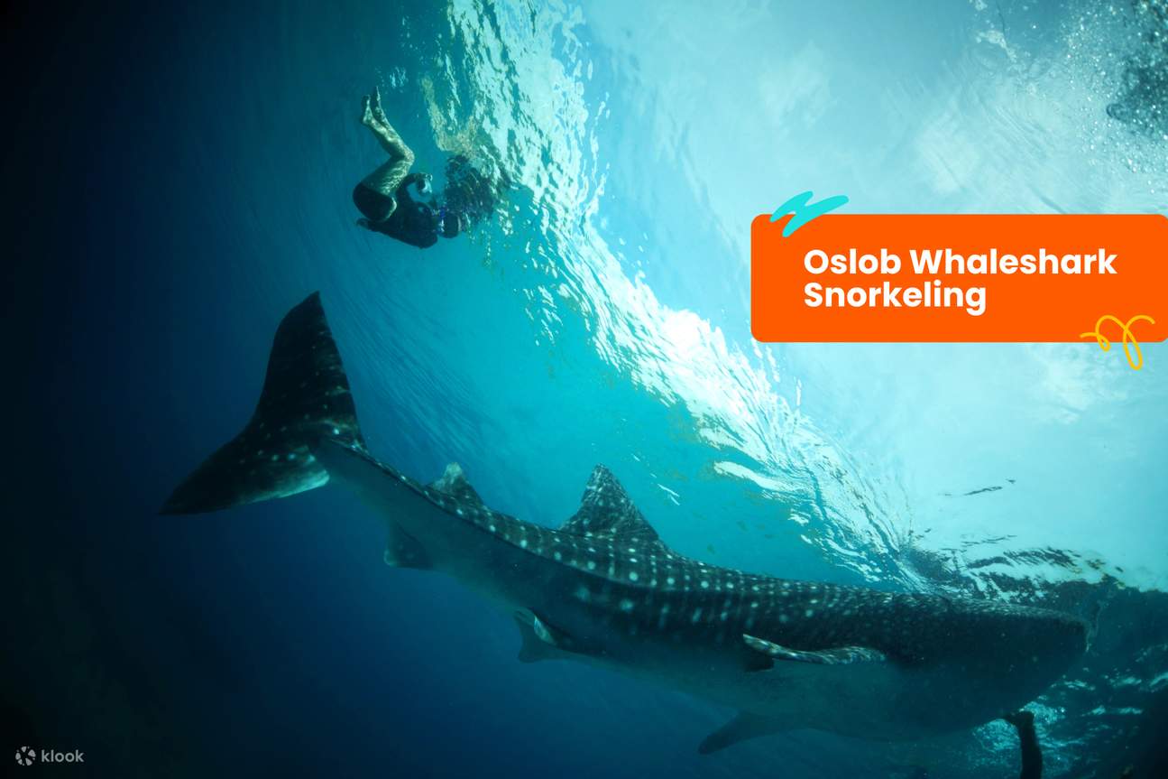 ослоб китовая акула